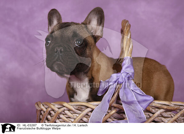 Franzsische Bulldogge Welpe / French Bulldog Puppy / HL-03287