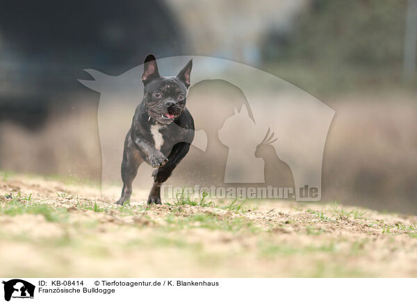 Franzsische Bulldogge / KB-08414