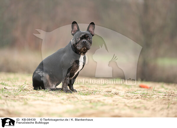 Franzsische Bulldogge / KB-08439