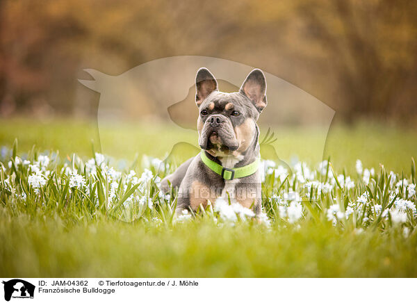 Franzsische Bulldogge / French Bulldog / JAM-04362
