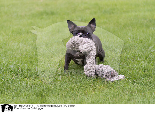 Franzsische Bulldogge / HBO-06317