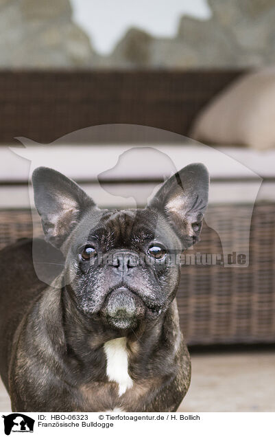 Franz�sische Bulldogge / French Bulldog / HBO-06323