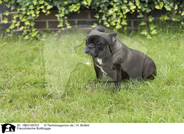 Franzsische Bulldogge / French Bulldog / HBO-06331