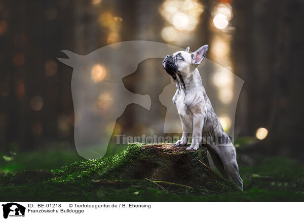 Franzsische Bulldogge / French Bulldog / BE-01218