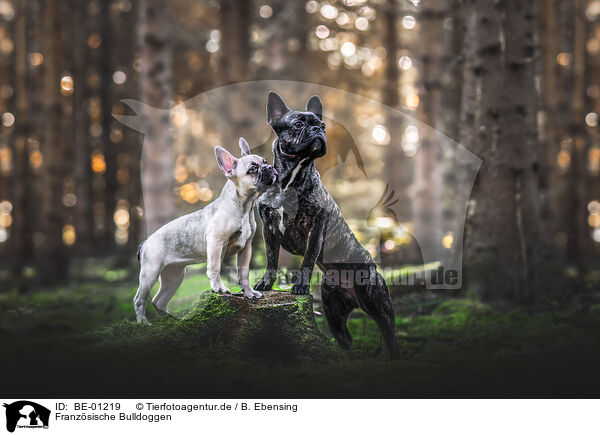 Franzsische Bulldoggen / French Bulldogs / BE-01219