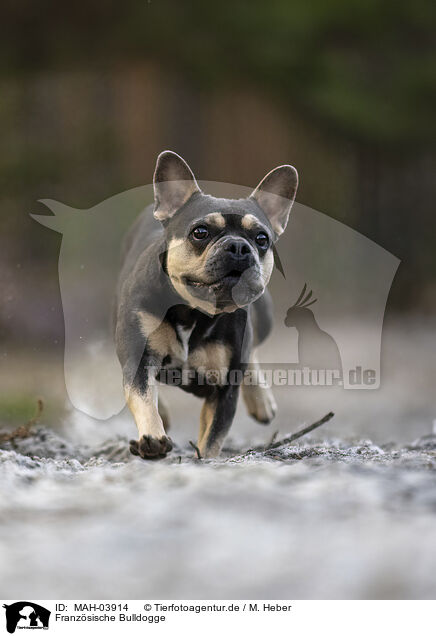 Franzsische Bulldogge / MAH-03914