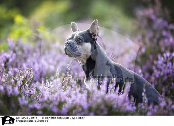 Franzsische Bulldogge / French Bulldog / MAH-03915