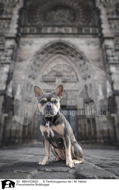 Franzsische Bulldogge / French Bulldog / MAH-03920