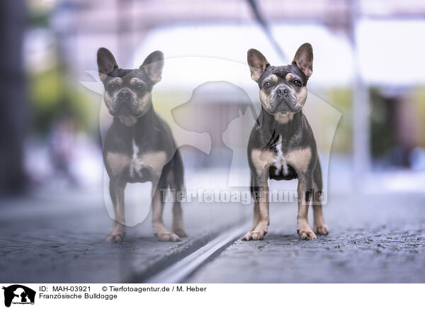 Franzsische Bulldogge / French Bulldog / MAH-03921