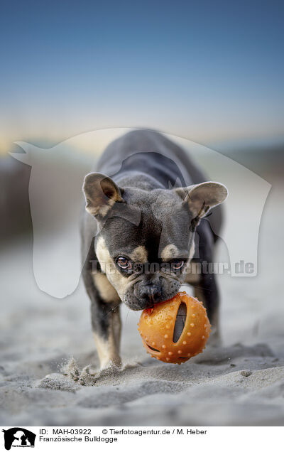 Franzsische Bulldogge / MAH-03922