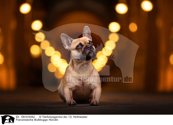 Franzsische Bulldogge Hndin / female French Bulldog / DH-03082