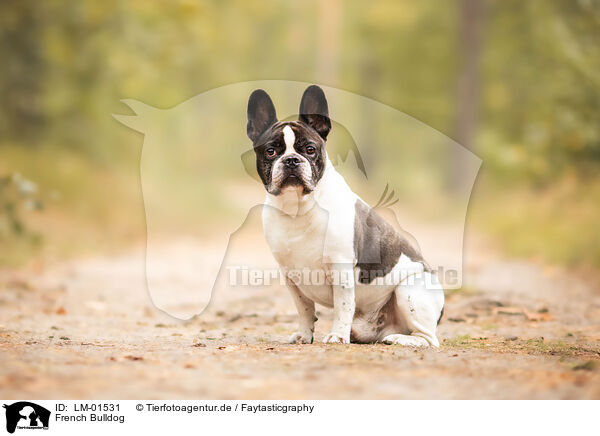 French Bulldog / French Bulldog / LM-01531