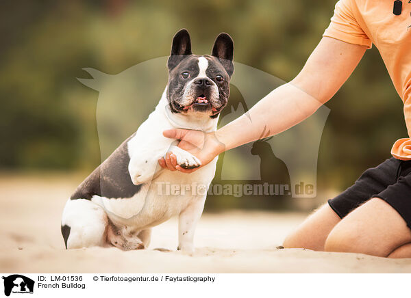 French Bulldog / French Bulldog / LM-01536