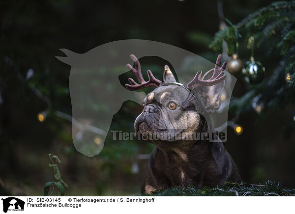 Franzsische Bulldogge / French Bulldog / SIB-03145