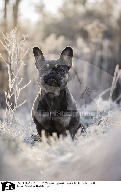 Franz�sische Bulldogge / French Bulldog / SIB-03164