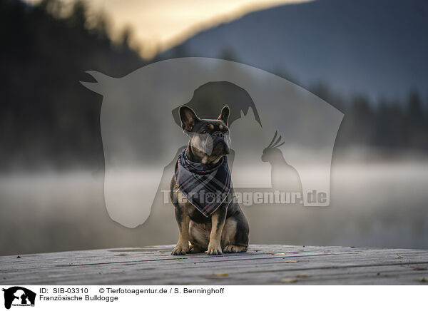 Franzsische Bulldogge / SIB-03310