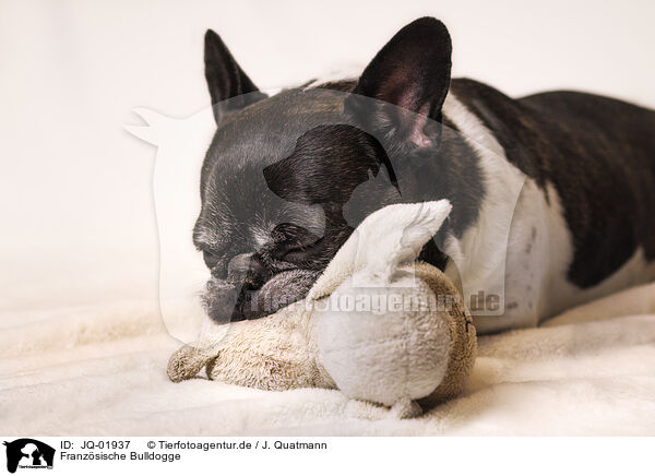 Franzsische Bulldogge / French Bulldog / JQ-01937