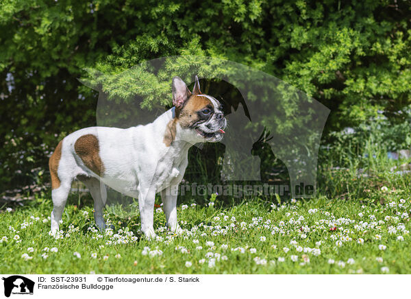 Franzsische Bulldogge / French Bulldog / SST-23931