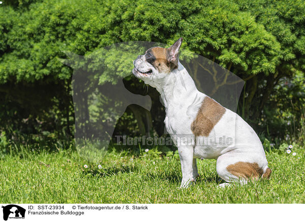 Franzsische Bulldogge / French Bulldog / SST-23934