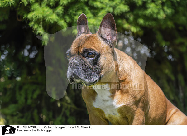 Franz�sische Bulldogge / SST-23936