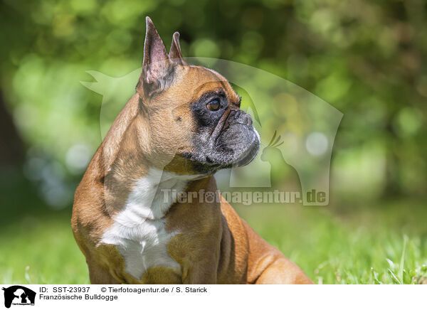 Franz�sische Bulldogge / SST-23937