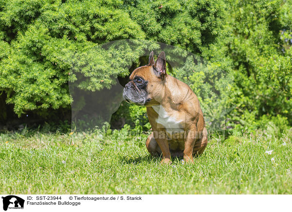 Franzsische Bulldogge / French Bulldog / SST-23944