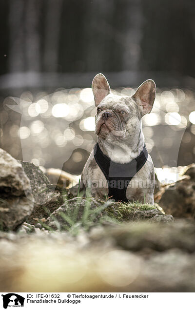 Franzsische Bulldogge / French Bulldog / IFE-01632