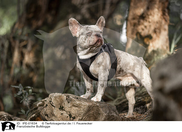 Franz�sische Bulldogge / IFE-01634