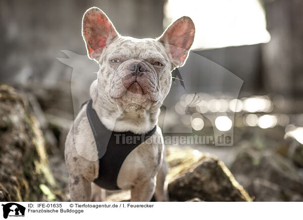 Franz�sische Bulldogge / IFE-01635