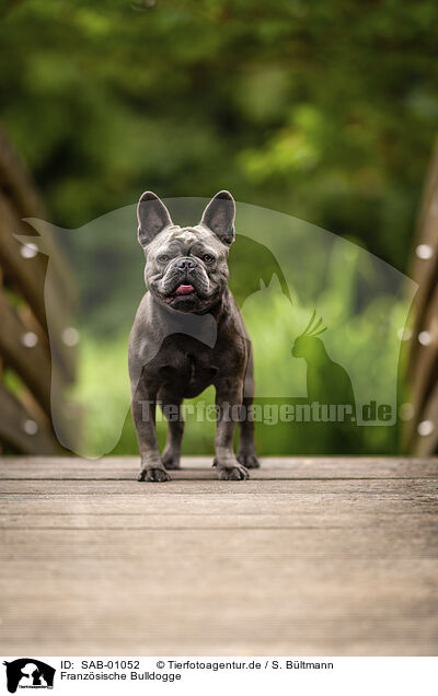Franzsische Bulldogge / French Bulldog / SAB-01052