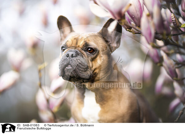 Franzsische Bulldogge / French Bulldog / SAB-01063