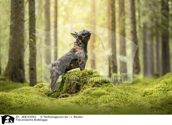 Franz�sische Bulldogge / JEB-03053