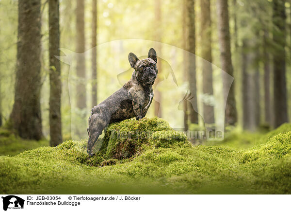 Franz�sische Bulldogge / JEB-03054