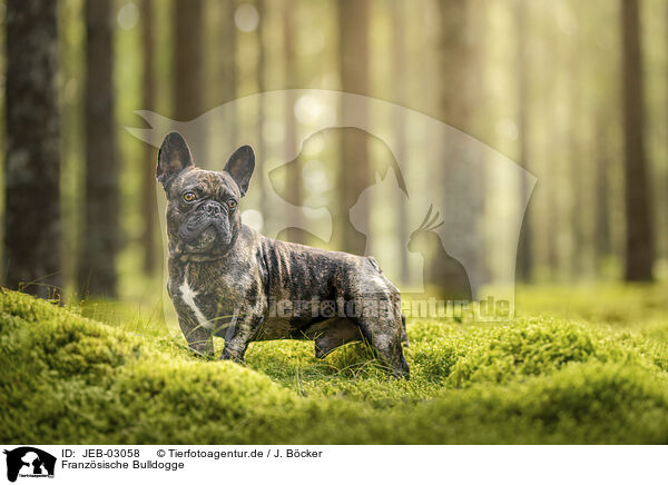 Franzsische Bulldogge / French Bulldog / JEB-03058