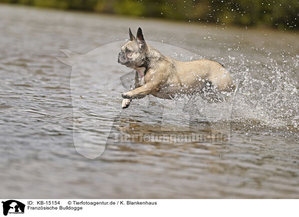 Franzsische Bulldogge / French Bulldog / KB-15154
