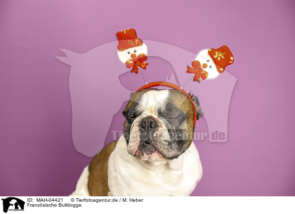 Franzsische Bulldogge / MAH-04421