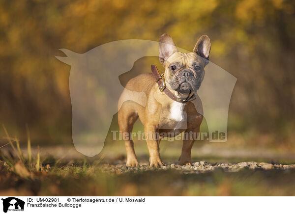 Franzsische Bulldogge / French Bulldog / UM-02981