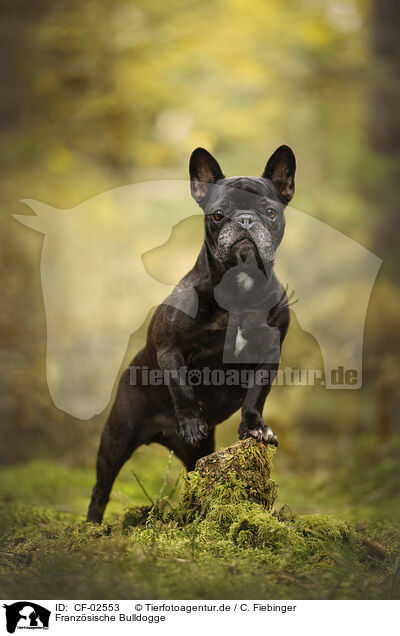 Franzsische Bulldogge / French Bulldog / CF-02553