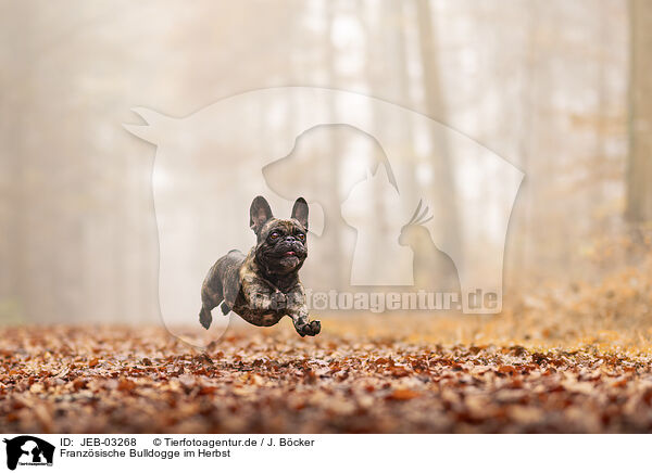 Franzsische Bulldogge im Herbst / French Bulldog at autumn / JEB-03268