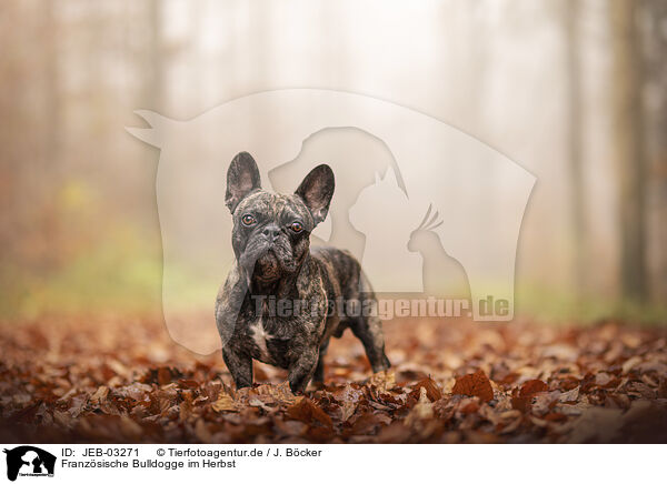 Franzsische Bulldogge im Herbst / French Bulldog at autumn / JEB-03271