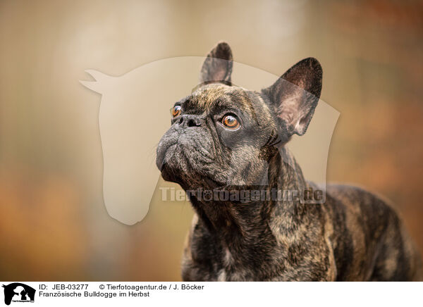 Franzsische Bulldogge im Herbst / JEB-03277