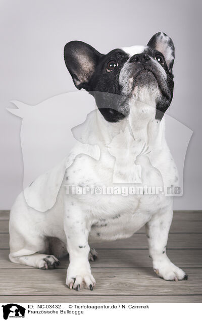 Franzsische Bulldogge / French Bulldog / NC-03432
