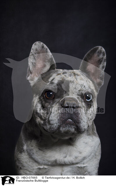Franzsische Bulldogge / French Bulldog / HBO-07665