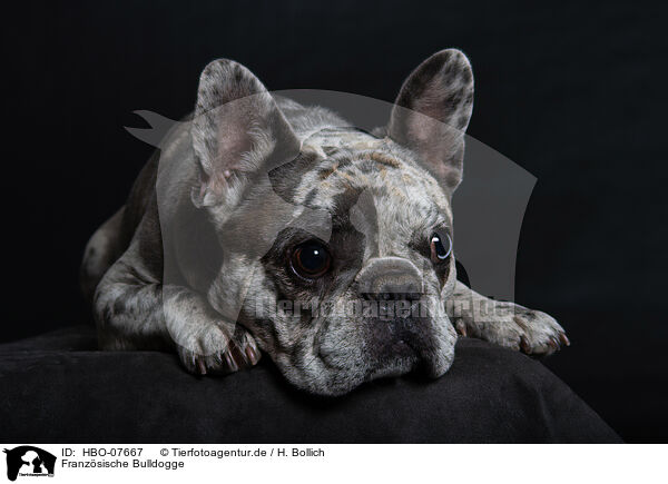 Franz�sische Bulldogge / French Bulldog / HBO-07667