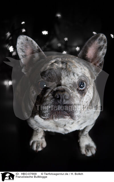 Franzsische Bulldogge / French Bulldog / HBO-07668