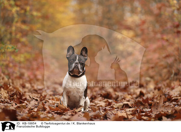 Franz�sische Bulldogge / French Bulldog / KB-18854