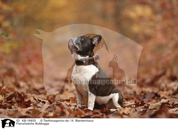 Franz�sische Bulldogge / French Bulldog / KB-18855