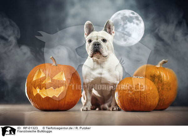 Franz�sische Bulldogge / French Bulldog / RP-01323