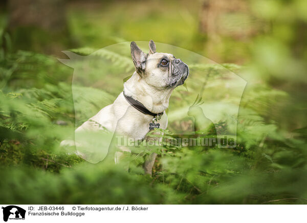 Franz�sische Bulldogge / JEB-03446