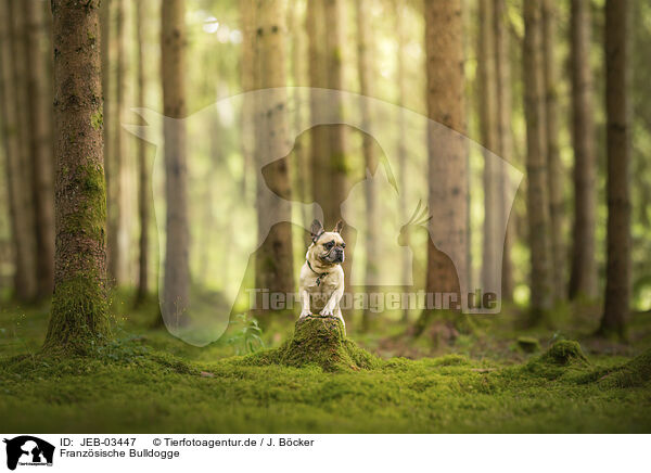 Franz�sische Bulldogge / JEB-03447
